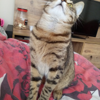 Tekir Kedi, Kedi  Mıncır fotoğrafı