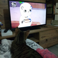 Tekir Kedi, Kedi  Mıncır fotoğrafı