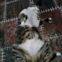 Tekir Kedi, Kedi  mülayim fotoğrafı