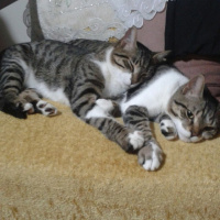 Tekir Kedi, Kedi  mülayim fotoğrafı