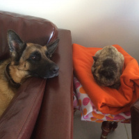 Alman Çoban Köpeği, Köpek  Gaia fotoğrafı