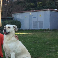 Labrador Retriever, Köpek  Lina fotoğrafı