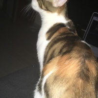 Tekir Kedi, Kedi  Pırtık Acil yeni sahibini arıyor 05388319610 fotoğrafı