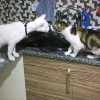 Tekir Kedi, Kedi  Pırtık Acil yeni sahibini arıyor 05388319610 fotoğrafı