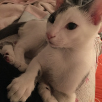 Tekir Kedi, Kedi  Bıdık fotoğrafı