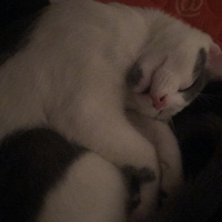 Tekir Kedi, Kedi  Bıdık fotoğrafı