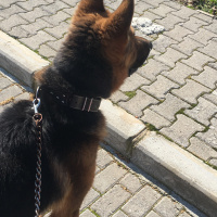 Alman Çoban Köpeği, Köpek  PARS fotoğrafı
