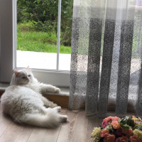 İran Kedisi (Persian), Kedi  Pamuk fotoğrafı