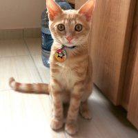 Sarman, Kedi  şeftali fotoğrafı