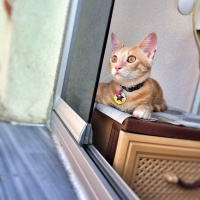 Sarman, Kedi  şeftali fotoğrafı