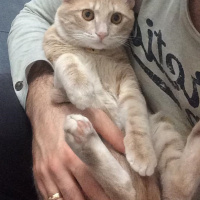Sarman, Kedi  şeftali fotoğrafı