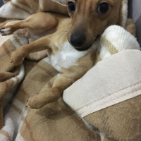 Chihuahua, Köpek  Çakıl fotoğrafı