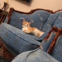 Sarman, Kedi  Maya fotoğrafı