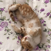 Sarman, Kedi  Maya fotoğrafı