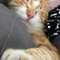 Sarman, Kedi  Maya fotoğrafı