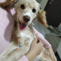İngiliz Cocker Spaniel, Köpek  Luci fotoğrafı