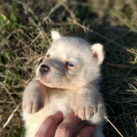 Sibirya Kurdu (Husky), Köpek  Luna fotoğrafı