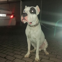 Dogo Arjantin, Köpek  hector fotoğrafı
