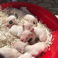 Dogo Arjantin, Köpek  hector fotoğrafı