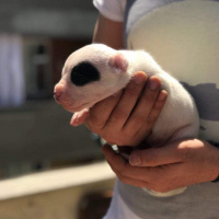 Dogo Arjantin, Köpek  hector fotoğrafı