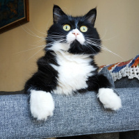 Tuxedo (Smokin) Kedi, Kedi  Skunk fotoğrafı