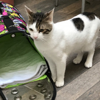 Tekir Kedi, Kedi  Beyaz fotoğrafı
