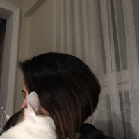Tekir Kedi, Kedi  Beyaz fotoğrafı