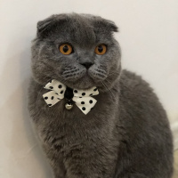 Scottish Fold, Kedi  Pati Puma fotoğrafı