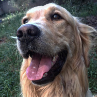Golden Retriever, Köpek  Topak fotoğrafı