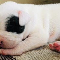 Dogo Arjantin, Köpek  Korsan dogi fotoğrafı