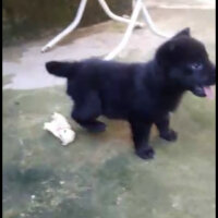 Belçika Groenendael, Köpek  Gölge fotoğrafı