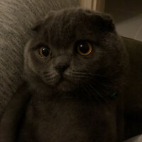 Scottish Fold, Kedi  Leo fotoğrafı