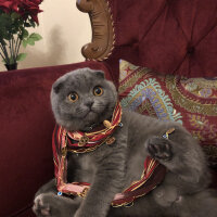 Scottish Fold, Kedi  Leo fotoğrafı