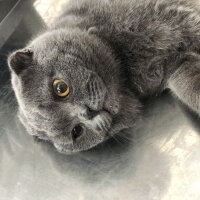 Scottish Fold, Kedi  Leo fotoğrafı