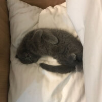 Scottish Fold, Kedi  Leo fotoğrafı