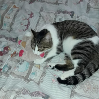 Tekir Kedi, Kedi  Mıncırık fotoğrafı