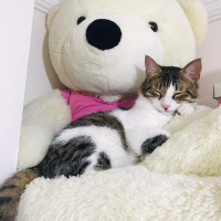 Tekir Kedi, Kedi  Mıncırık fotoğrafı