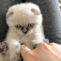 Scottish Fold, Kedi  Chucky fotoğrafı