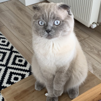 Scottish Fold, Kedi  Chucky fotoğrafı