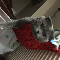 Scottish Fold, Kedi  Alex fotoğrafı
