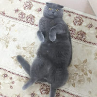 Scottish Fold, Kedi  Alex fotoğrafı
