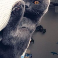 Scottish Fold, Kedi  Alex fotoğrafı