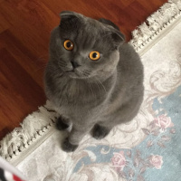 Scottish Fold, Kedi  Alex fotoğrafı