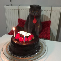 Scottish Fold, Kedi  Alex fotoğrafı