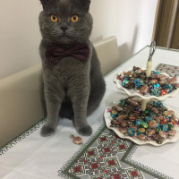 Scottish Fold, Kedi  Alex fotoğrafı