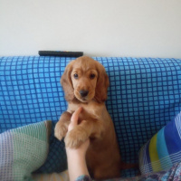 İngiliz Cocker Spaniel, Köpek  Lesi fotoğrafı