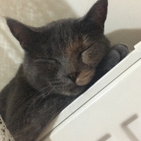 Tekir Kedi, Kedi  Salem fotoğrafı