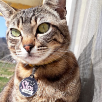Tekir Kedi, Kedi  Lucy fotoğrafı