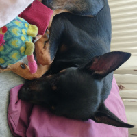 Doberman Pinscher, Köpek  Çiko fotoğrafı