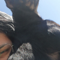 Doberman Pinscher, Köpek  Çiko fotoğrafı